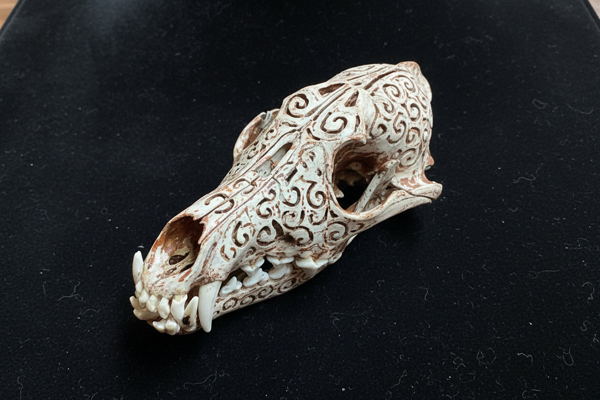 Dale Aubuchon Two tone Coyote Skull