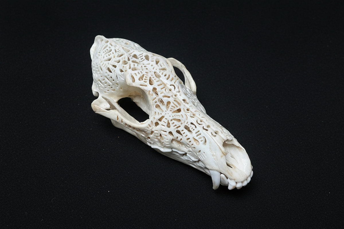 Coyote Skull White by Dale Aubuchon
